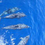 4 dolphins swimming in sea in Tenerife