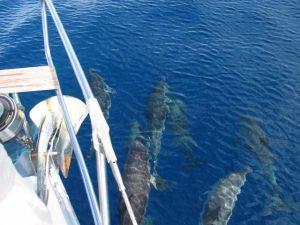Sea Life in the Canaries with Canary Sail